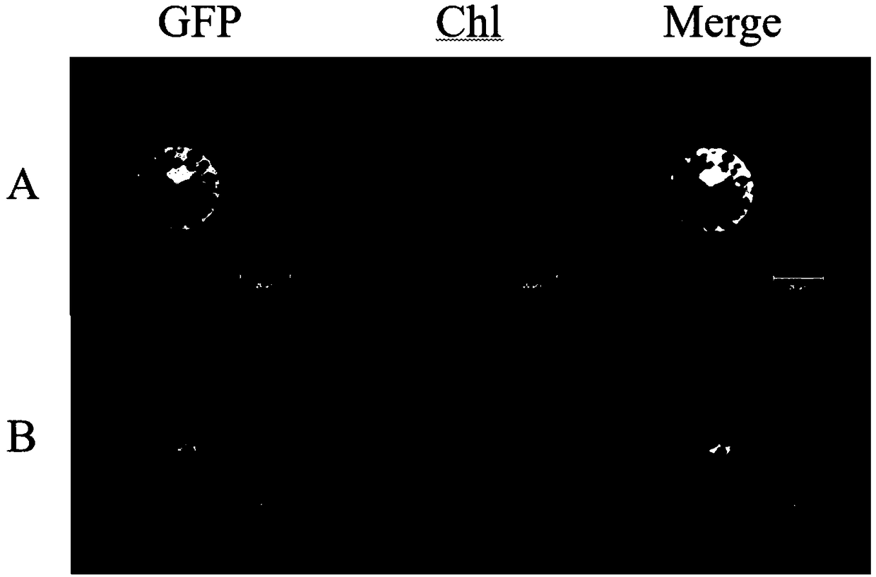 Application of soybean E3 ubiquitin ligase family gene GmRNF1a