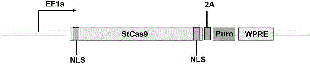 Streptococcus thermophilus derived human CXCR3 gene target sequence recognizable by CRISPR (clustered regularly interspaced short palindromic repeat)-Cas9 (CRISPR associated 9) system and sgRNA (single guide ribonucleic acid) and application thereof