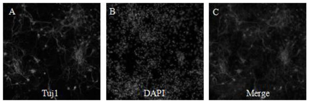 A method for inducing neural stem cells to differentiate into neurons in vitro