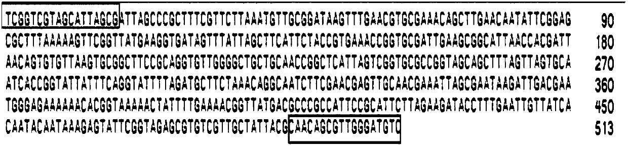 Primer composition for assistant identification of porcine infectious pleuropneumonia ApxI toxin and application thereof