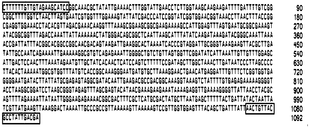 Primer composition for assistant identification of porcine infectious pleuropneumonia ApxI toxin and application thereof