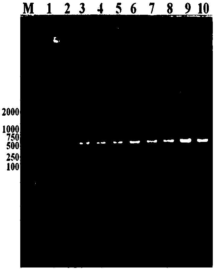 Primer composition for assistant identification of porcine infectious pleuropneumonia ApxI toxin and application thereof