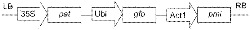 Transformation method of rice cells