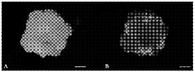 Transformation method of rice cells