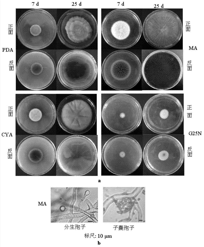 Monascus strain and application thereof in preparing functional monascus