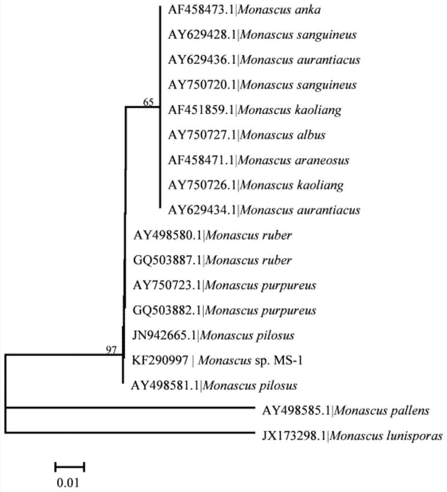 Monascus strain and application thereof in preparing functional monascus