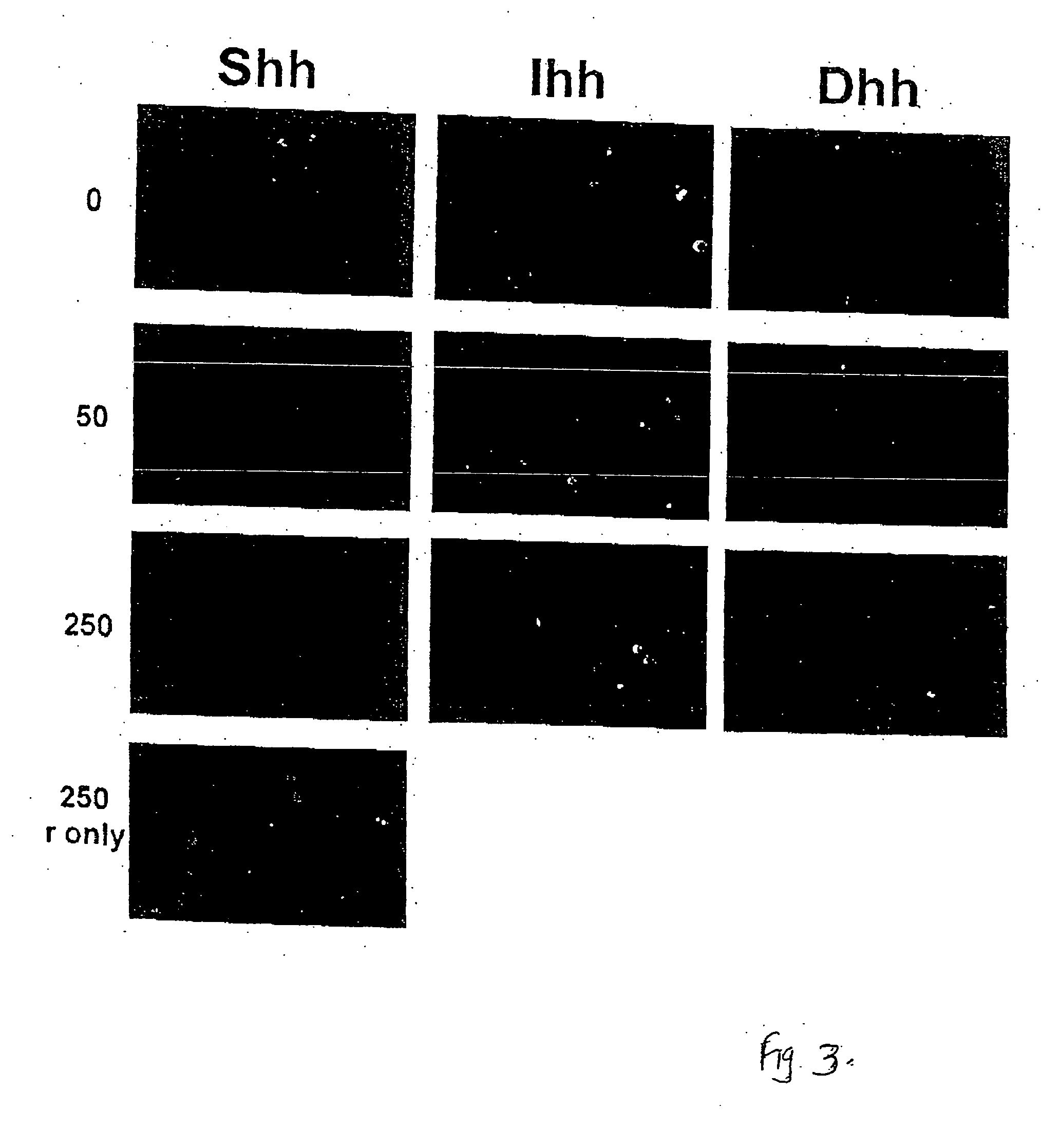 RNA interference modulators of hedgehog signaling and uses thereof