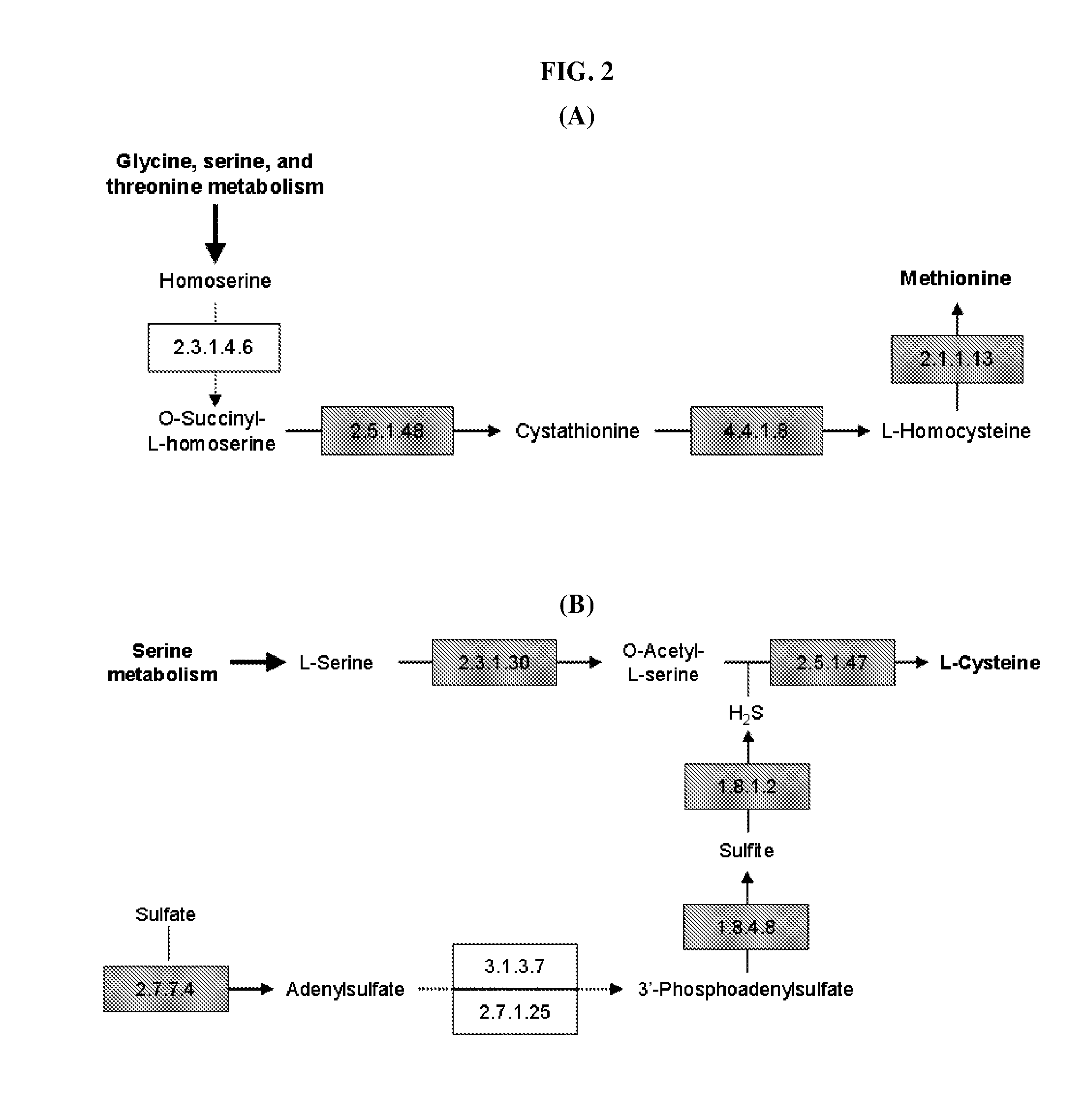 Method for developing culture medium using genome information and in silico analysis