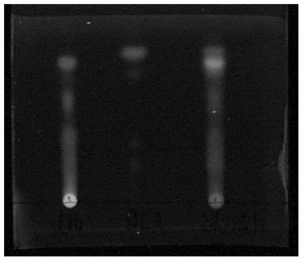 Dandelion fluid decoction pieces and preparation method thereof