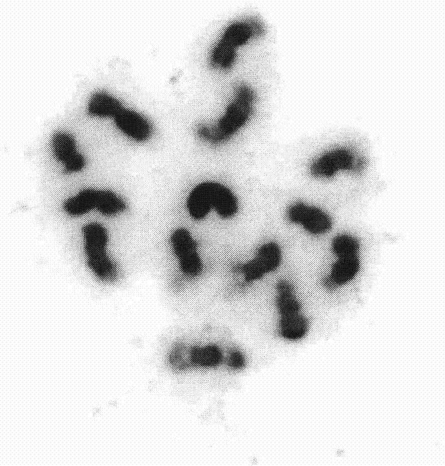 Fluorescence in situ hybridization method for high resolution chromosomes of cucumber