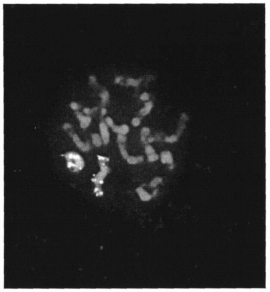 Fluorescence in situ hybridization method for high resolution chromosomes of cucumber