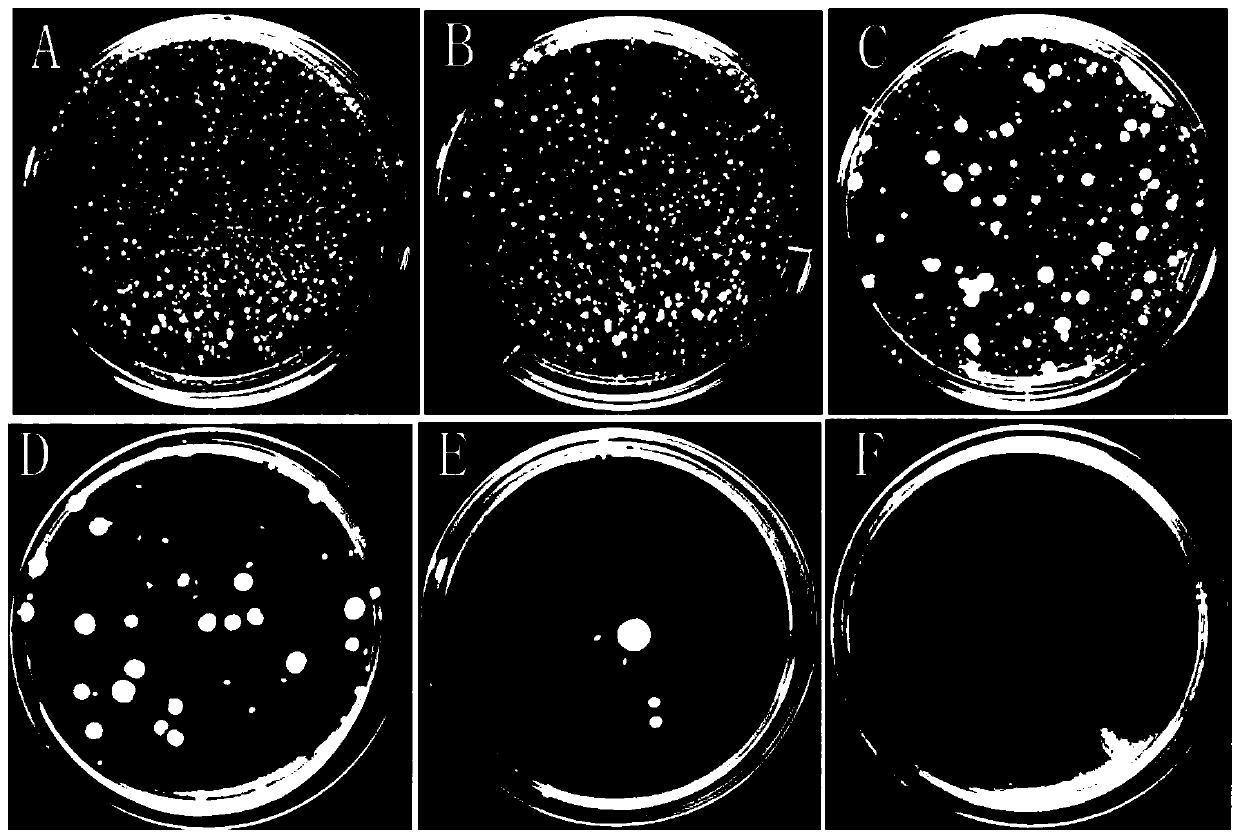 Application of escherichia coli freeze-dried powder in testing fumigation disinfection effect