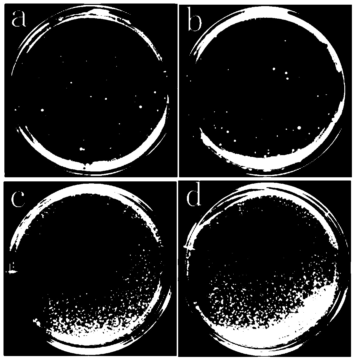 Application of escherichia coli freeze-dried powder in testing fumigation disinfection effect