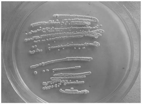 A kind of crop pathogen antagonistic actinomycetes and its screening and application