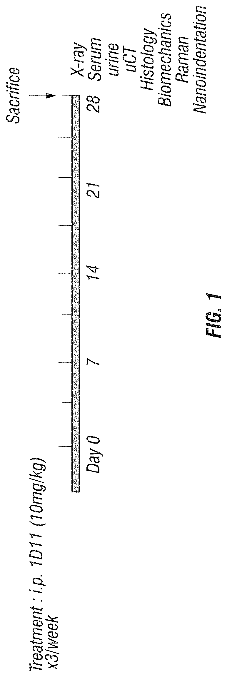 Anti-TGF-β induction of bone cell function and bone growth