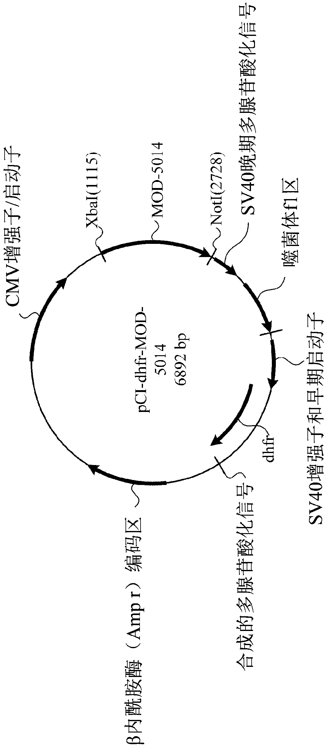 Long-acting coagulation factor vii and methods of producing same