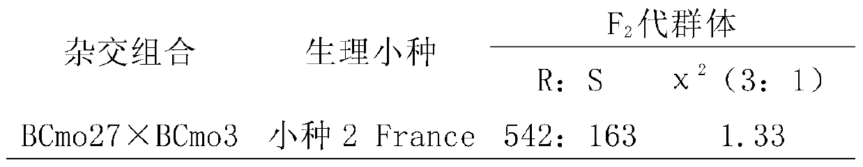 Molecular markers of Chinese squash powdery mildew and primer pairs for identifying resistance traits of Chinese squash powdery mildew