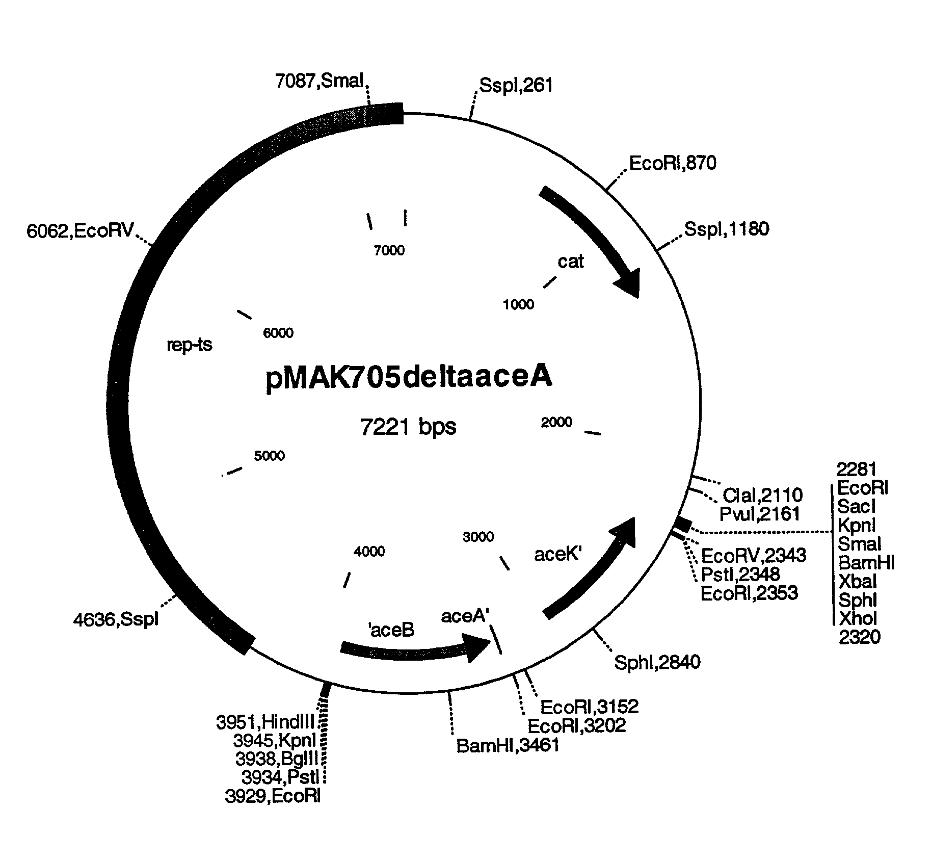 Process for the production of L-amino acids using strains of the family enterobacteriaceae that contain an attenuated aceA gene