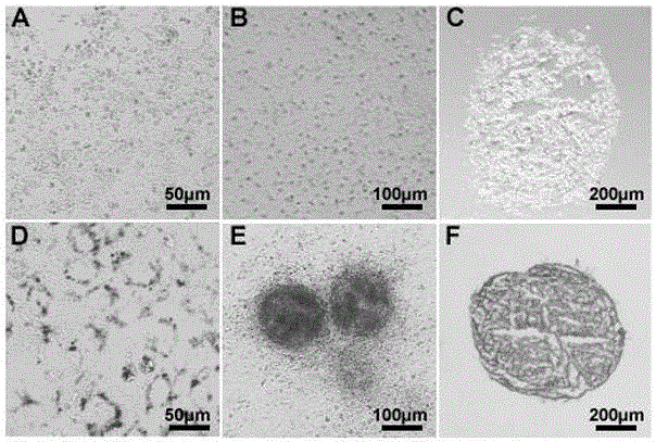 A method for improving the in vitro development efficiency of pig cloned embryos