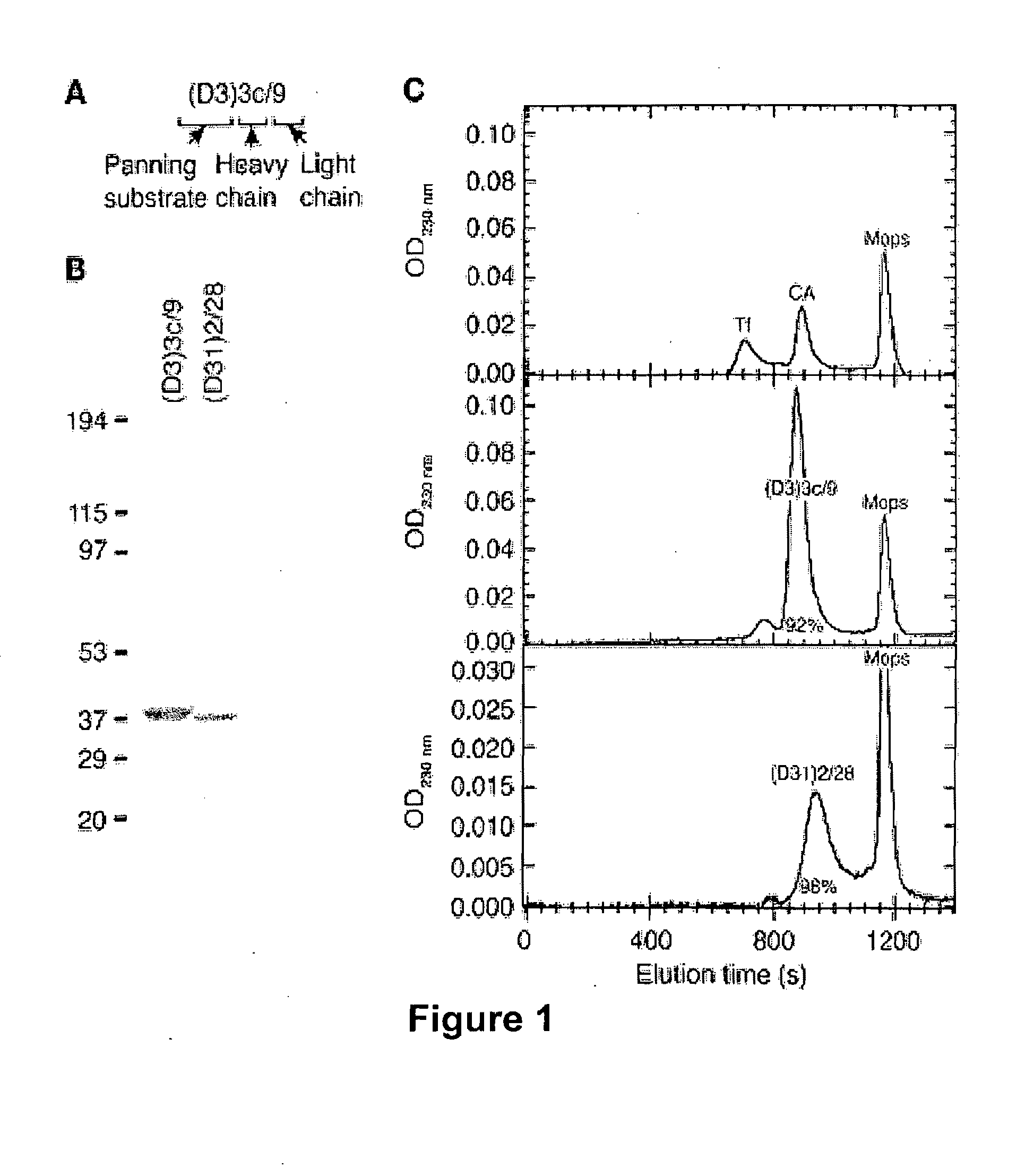 Drug Delivery to Human Tissues by Single Chain Variable Region Antibody Fragments Cloned by Phage Display