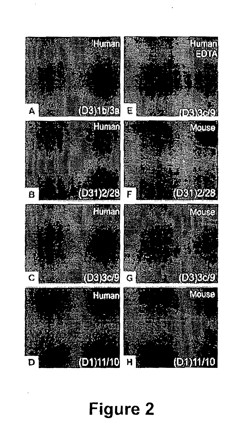 Drug Delivery to Human Tissues by Single Chain Variable Region Antibody Fragments Cloned by Phage Display