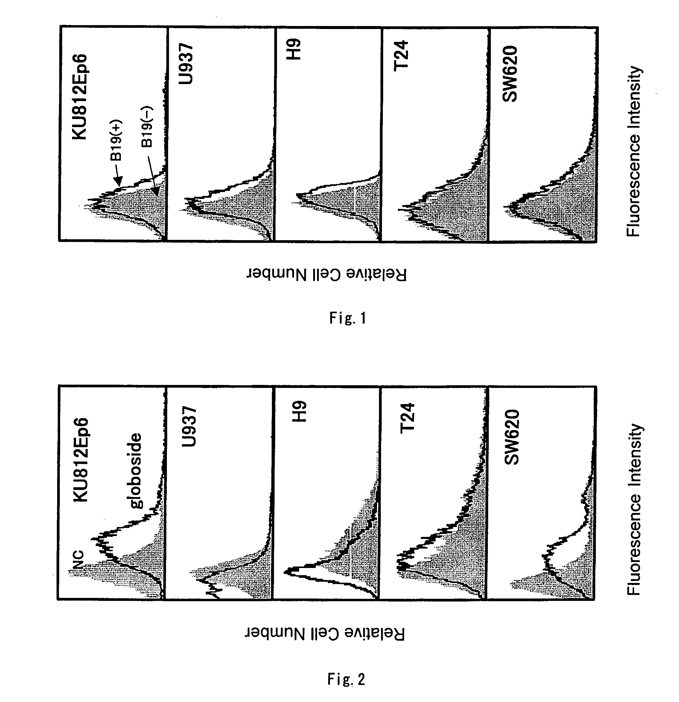 Novel human parvovirus B19 receptor and uses thereof