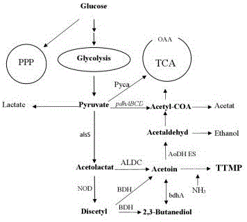 Method for improving output of tetramethylpyrazine produced through fermentation by Bacillus