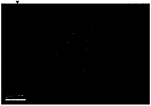 Poly spermine polymer-contained nano-particle, and preparation method and application thereof