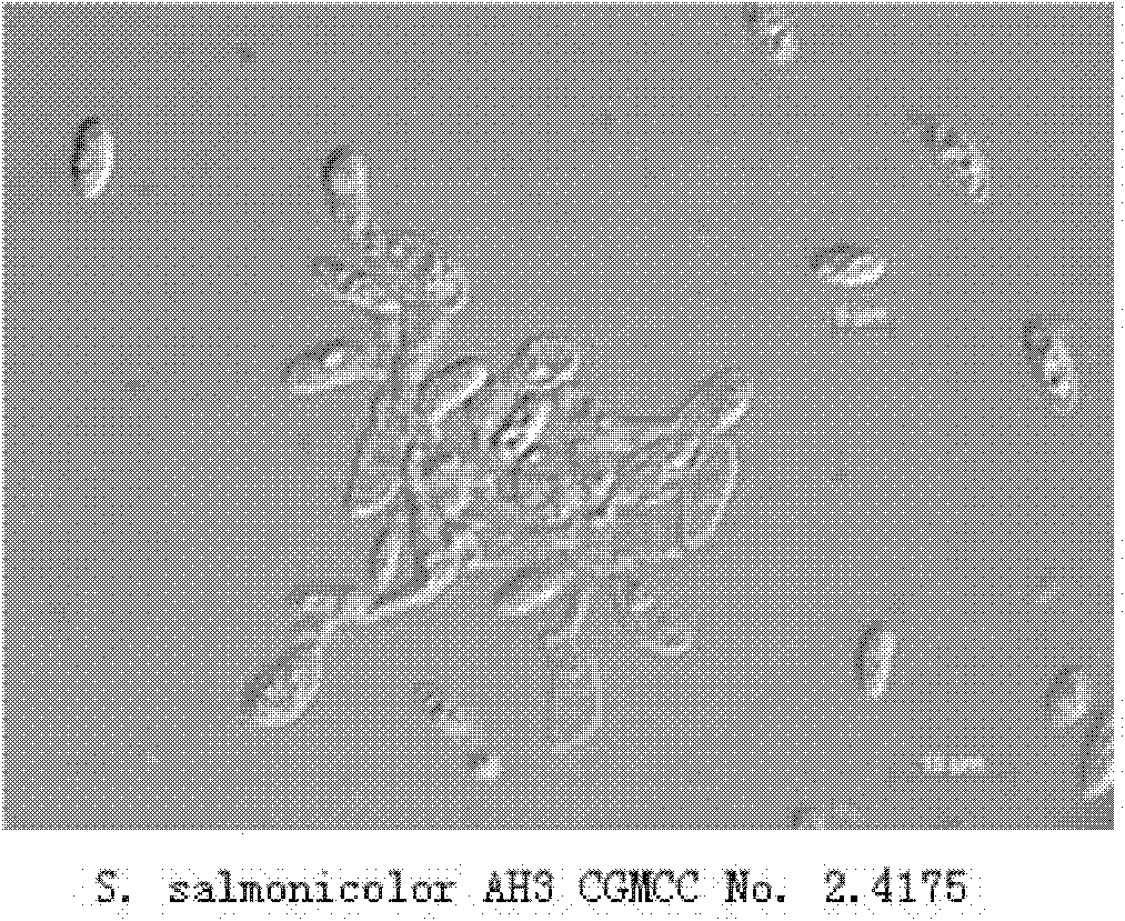 Yeast strain for producing biosurfactant and application thereof