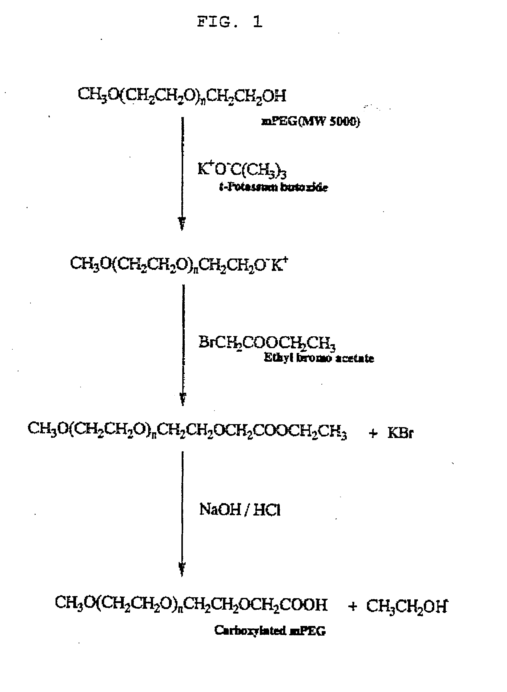 Surface modification of islet membranes by polymeric grafting methods