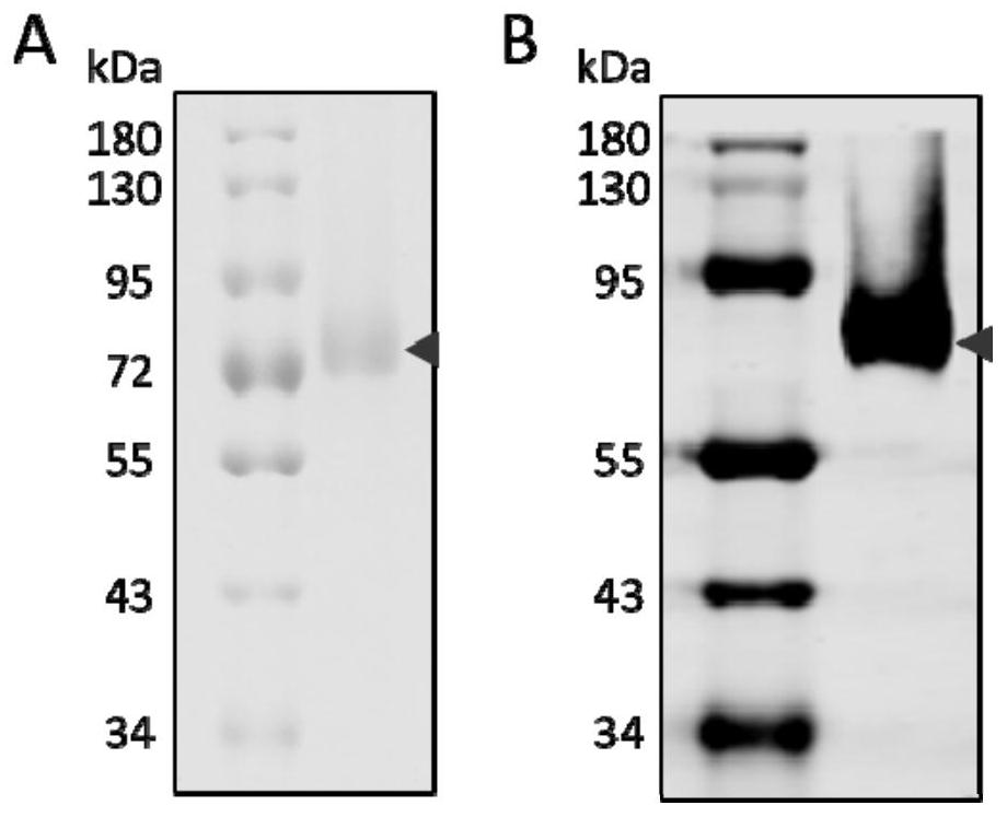 Phosphatidylinositol proteoglycan 3 nanometer antibody as well as preparation method and application thereof