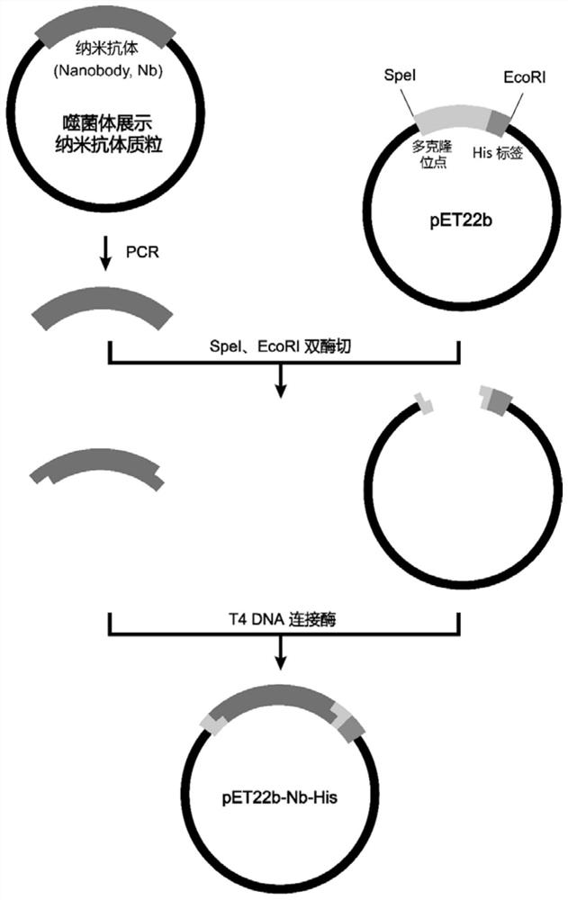 Phosphatidylinositol proteoglycan 3 nanometer antibody as well as preparation method and application thereof