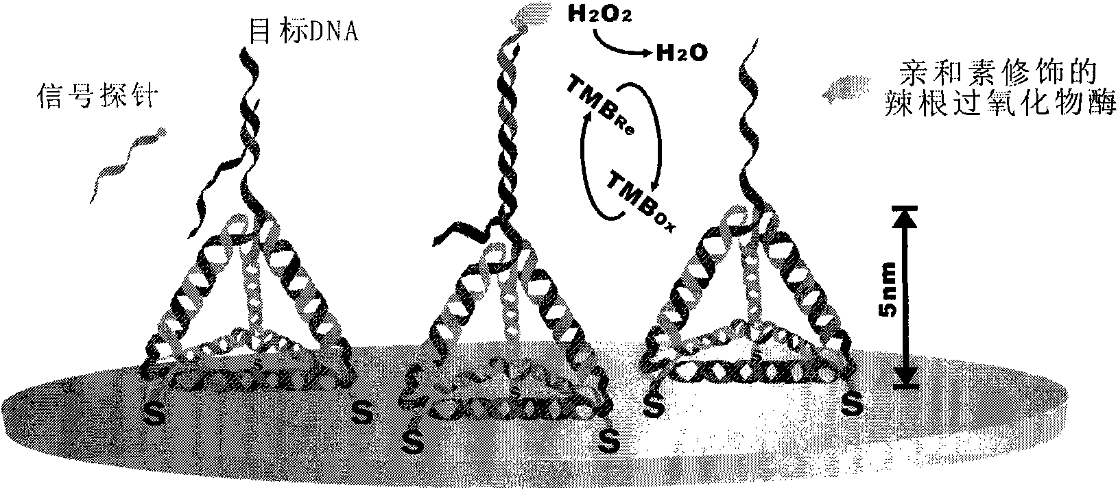 Electrochemical detection method for DNA three-dimensional nanostructure probe