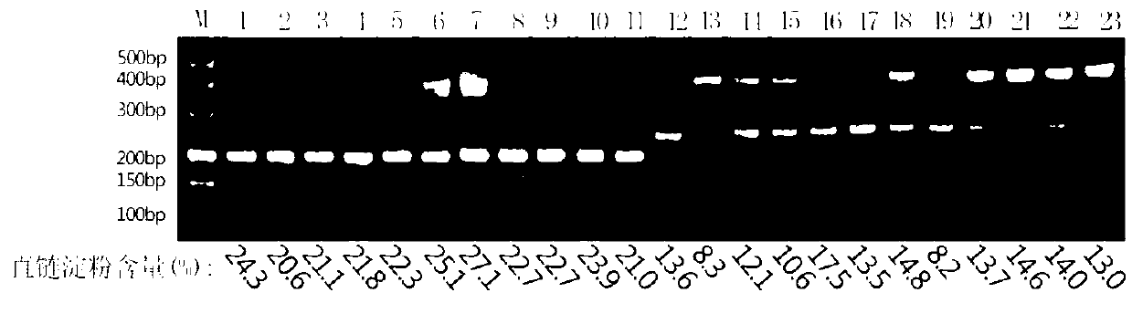 Genotype identification primer and method of rice amylose content control gene Wx and identification method