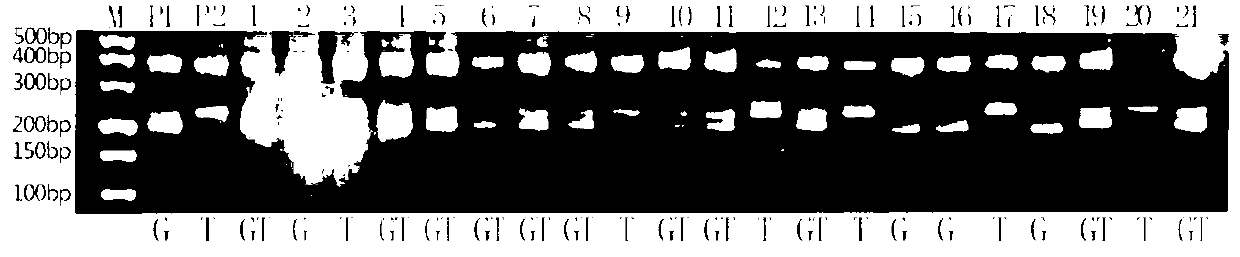 Genotype identification primer and method of rice amylose content control gene Wx and identification method