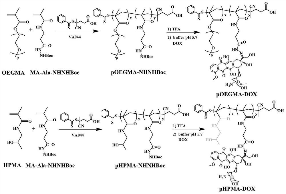 A polymer-antitumor drug conjugate and its preparation method and application