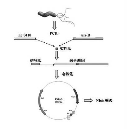 Method for constructing lactobacillus expression plasmid with Nisin as natural resistance selection marker