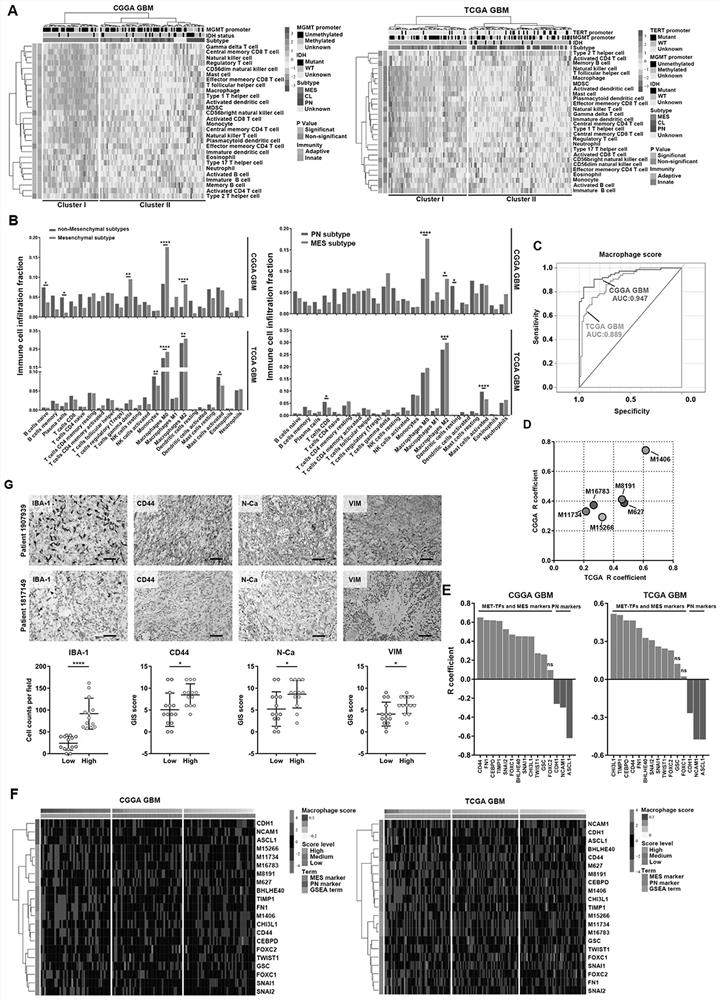 Marker of mesenchymal subtype glioblastoma and application thereof