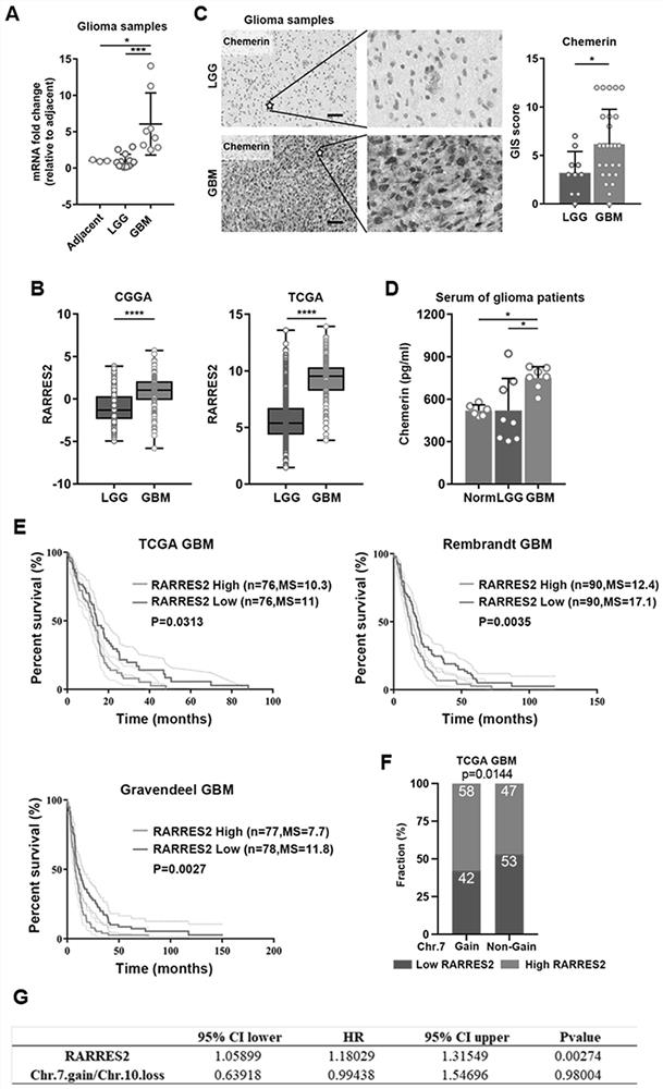 Marker of mesenchymal subtype glioblastoma and application thereof