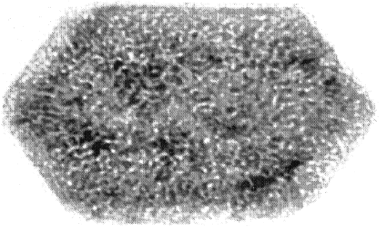 Base metal particles having anisometric morphology