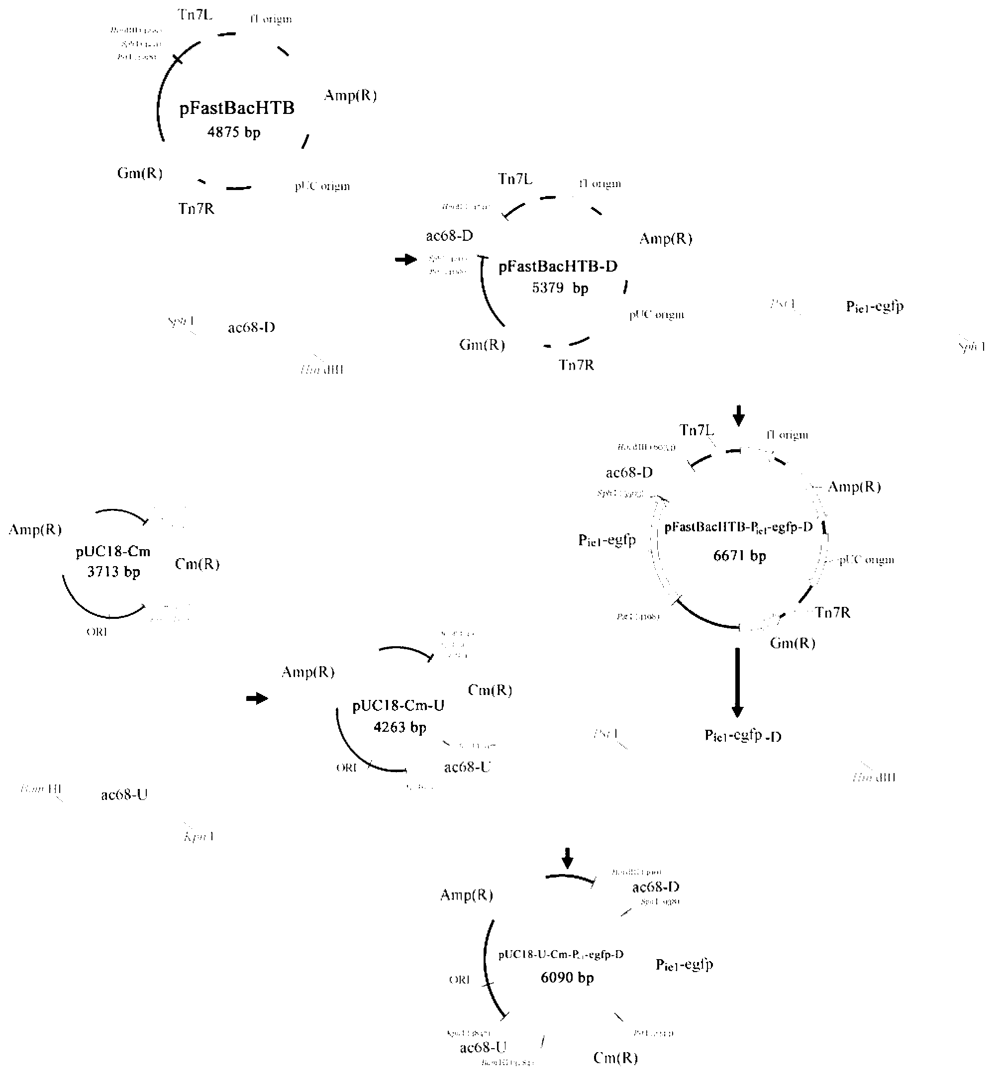 Method used for rapidly identifying generation of recombinant virus particles in eukaryotic expression