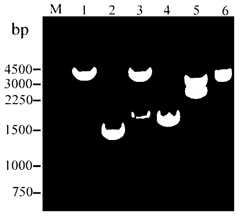 Method used for rapidly identifying generation of recombinant virus particles in eukaryotic expression