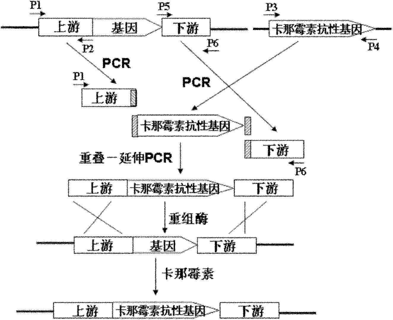 Efficient gene knockout method of pseudomonas putida KT2440