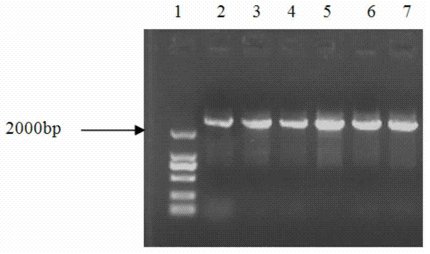 PCR (polymerase chain reaction) detection method and kit of ALS (acetolactate synthetase) inhibitor herbicide-resistant descurainia sophia