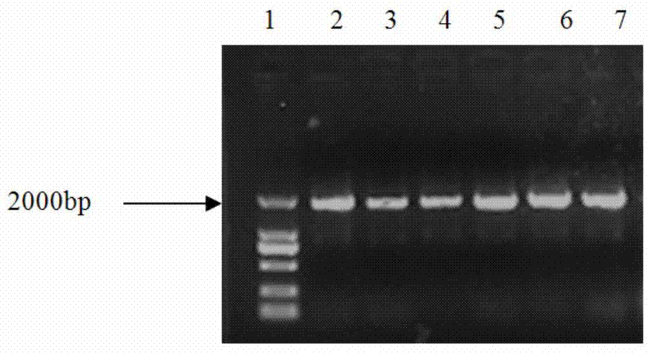 PCR (polymerase chain reaction) detection method and kit of ALS (acetolactate synthetase) inhibitor herbicide-resistant descurainia sophia