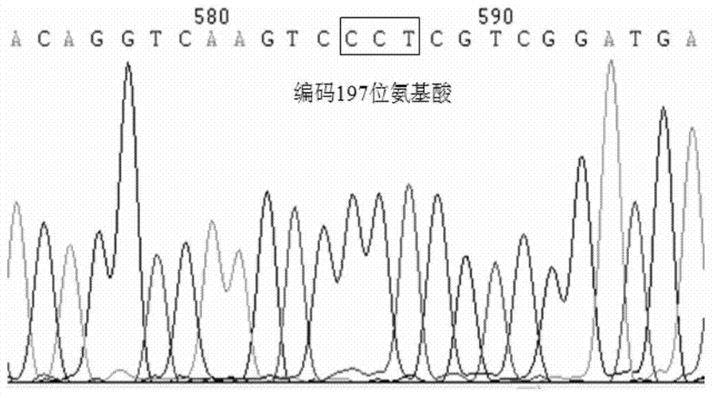 PCR (polymerase chain reaction) detection method and kit of ALS (acetolactate synthetase) inhibitor herbicide-resistant descurainia sophia