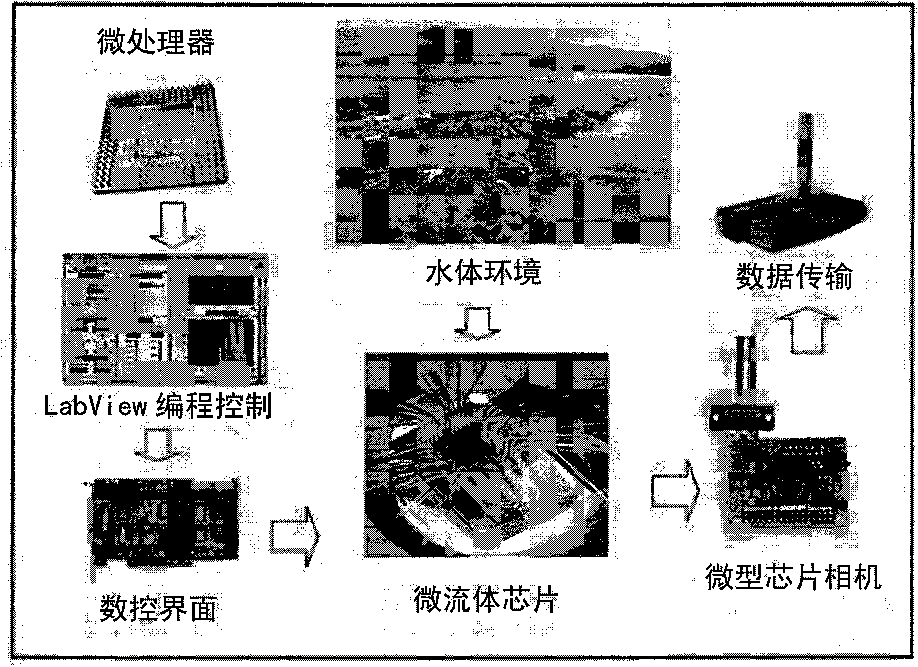 Biological detection microfluidic chip based on immune reaction and preparation method thereof