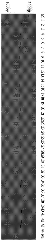 Group of SNP molecular markers for differentiating bred sesame varieties in China