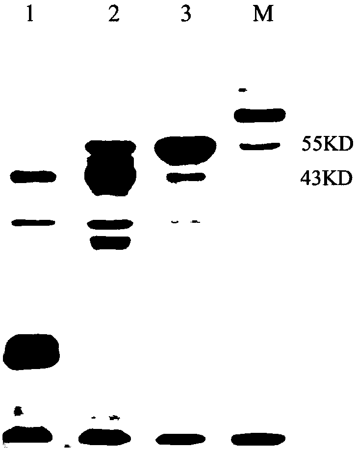 High-expression and high-activity bacteroides thetaiotaomicron heparinase I fusion protein, and encoding gene and application thereof