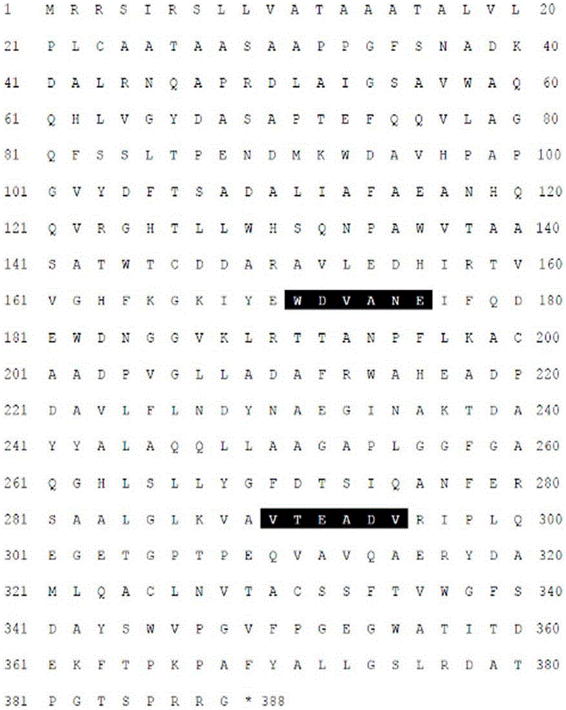 Novel alkali-resistant glycoside hydrolase family 10 xylanase produced from micobacterium sp. HY-17 strain